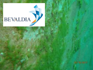 UNDERWATER-PHOTO-INSPECTION-ABIDJAN-IVORY-COAST-BEVALDIA-PSOMAKARA7-300x225 Underwater inspection Abidjan, Ivory Coast BEVALDIA PSOMAKARA