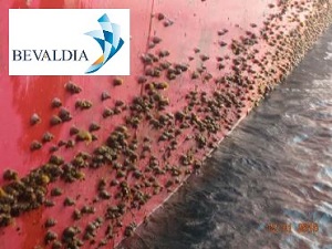 ABOVE WATERLINE CLEANING BEVALDIA ABOVE WATERLINE CLEANING BEVALDIA