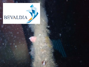 Underwater hull cleaning Australian standards BEVALDIA