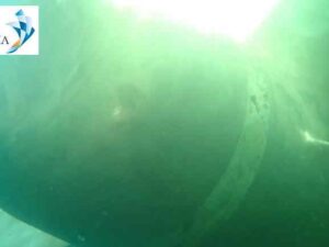 Underwater hull cleaning Abidjan 10 Underwater hull cleaning Abidjan 10