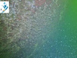 Underwater hull cleaning Ivory Coast 3 Underwater hull cleaning Ivory Coast 3