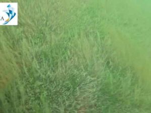 Underwater hull cleaning Ivory Coast 5 Underwater hull cleaning Ivory Coast 5