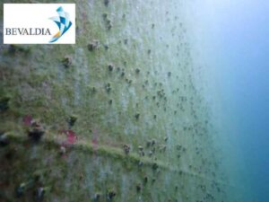 Underwater hull cleaning Piraeus Greece 3 Underwater hull cleaning Piraeus Greece 3