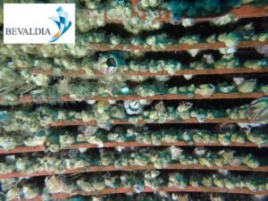 Underwater hull cleaning Piraeus Greece 7 Underwater hull cleaning Piraeus Greece 7